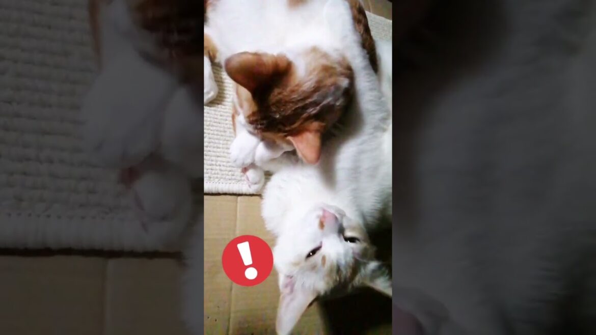 【ねこ動画】きなこと子猫のゆきちゃん仲良くおねんね🐱 #shorts #子猫 #猫