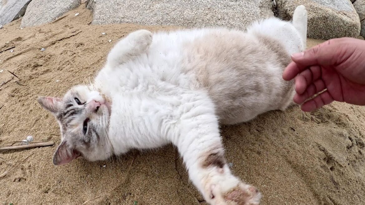 砂浜に行くと、可愛いシャムミックス猫がお腹を見せて歓迎してくれた