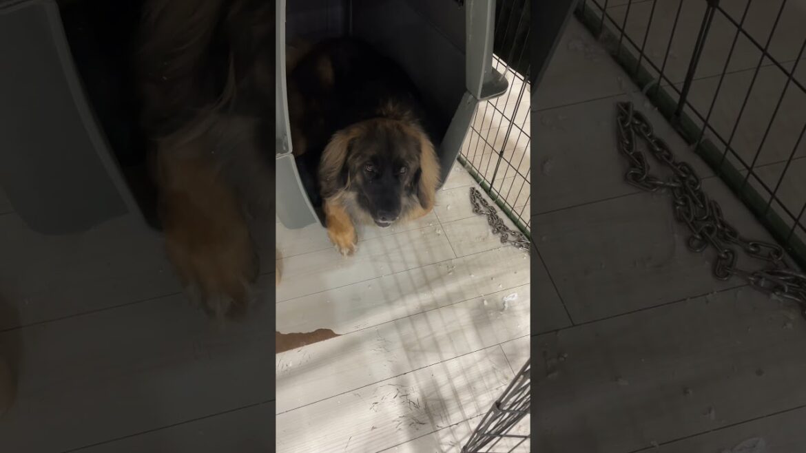 【超大型犬】　ショート 反省してる？　Leonberger　レオンベルガー ＃Sh orts #dog #犬のいる暮らし