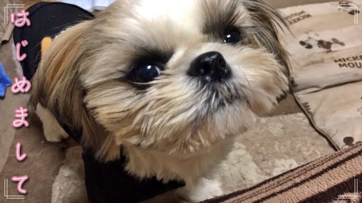 我が家に新入りワンコがやって来た!! チワワとシーズーのミックス犬♪ ShihTzu×Chihuahua