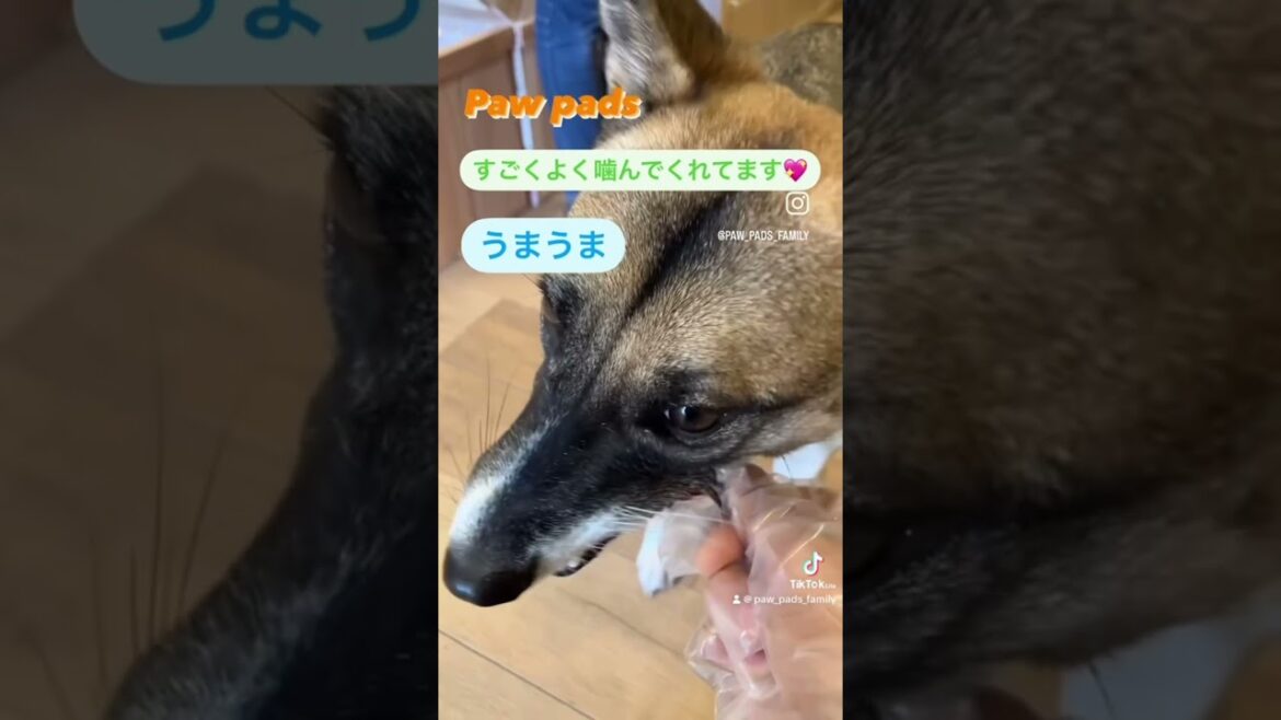 わんちゃん🐶の美味しい食べっぷりシリーズ😋べんくん#pawpads #みちのくファーム #犬のいる暮らし #犬のおやつ #無添加おやつ
