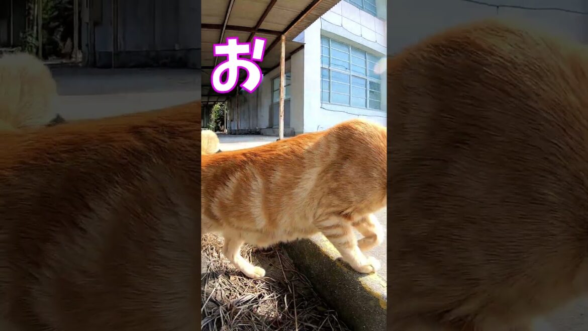 猫」「CAT & PEACE」#cat #ソマリ #ねこ動画 #猫動画 #猫好きさんと繋がりたい #野良猫