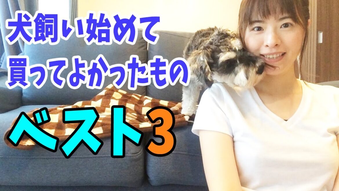 犬飼い始めて買ってよかったもの！｜ミニチュアシュナウザーのホイミ