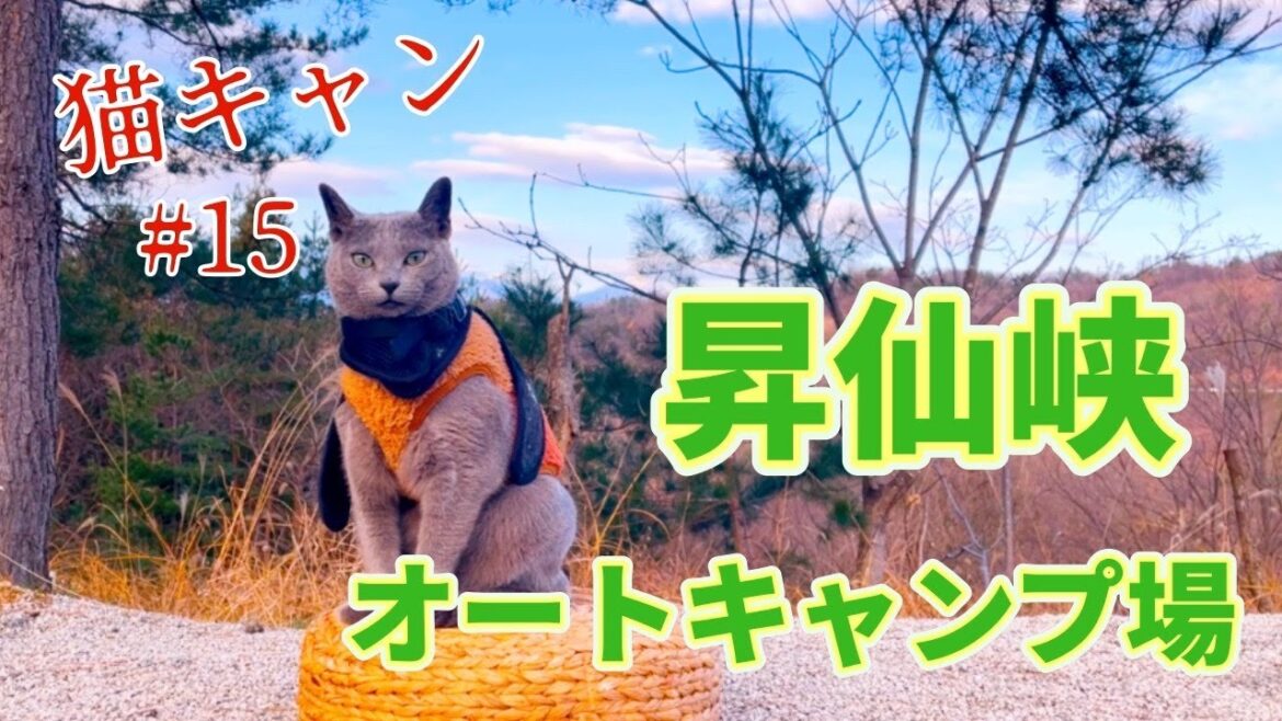 【 猫キャン 】今年最後のキャンプ!!最近ムチムチでハーネス付けれませんw 【 猫キャン 】今年最後のキャンプ!!最近ムチムチでハーネス付けれませんw