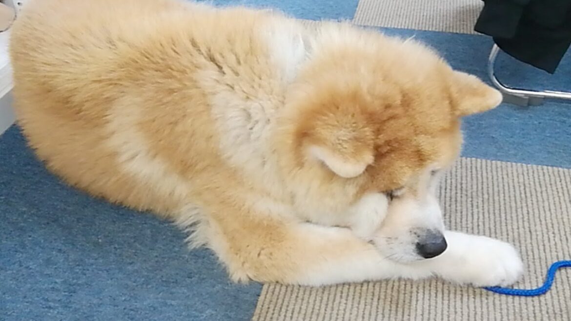 秋田犬会館配信！