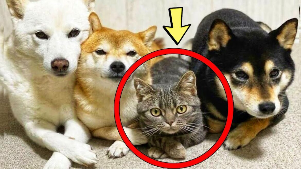 その猫は3匹の犬に育てられた。今、彼は自分を犬だと思っている。 その猫は3匹の犬に育てられた。今、彼は自分を犬だと思っている。