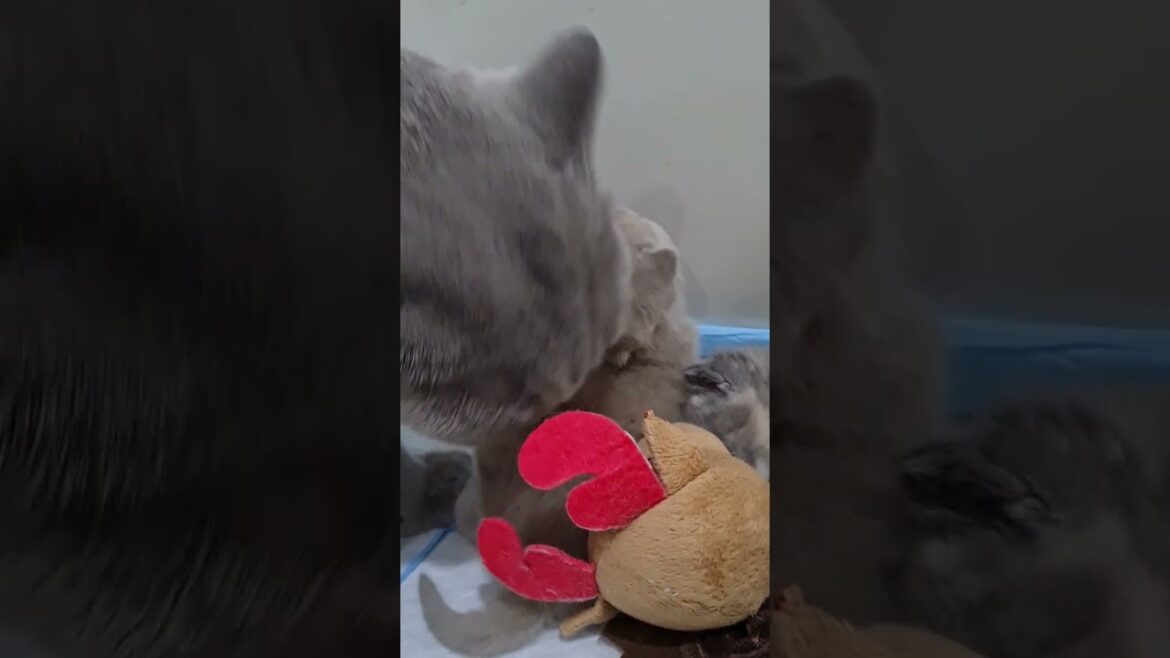 Merry Christmas 21 Days Old Kittens