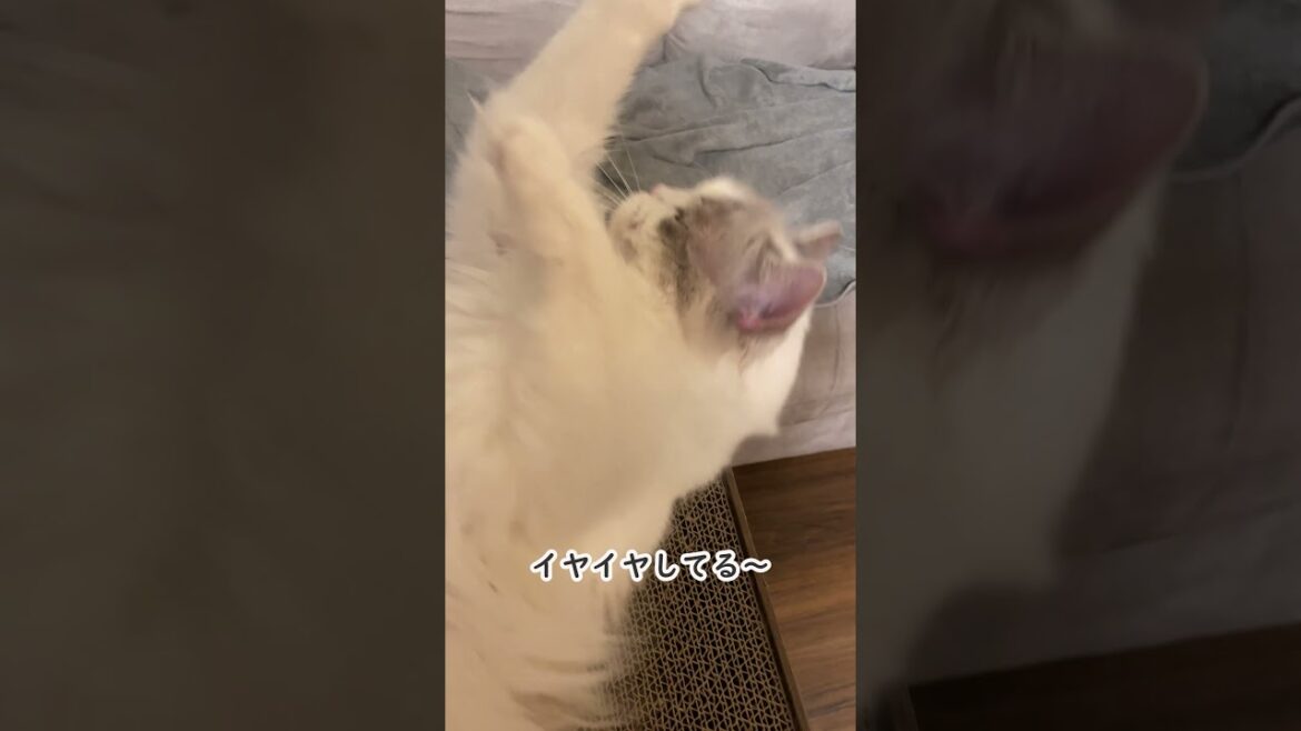 かんむりつけるの嫌だ～😤嫌がり方が可愛い猫ちゃん💕 #ラグドール #cat#catbehavior#shorts