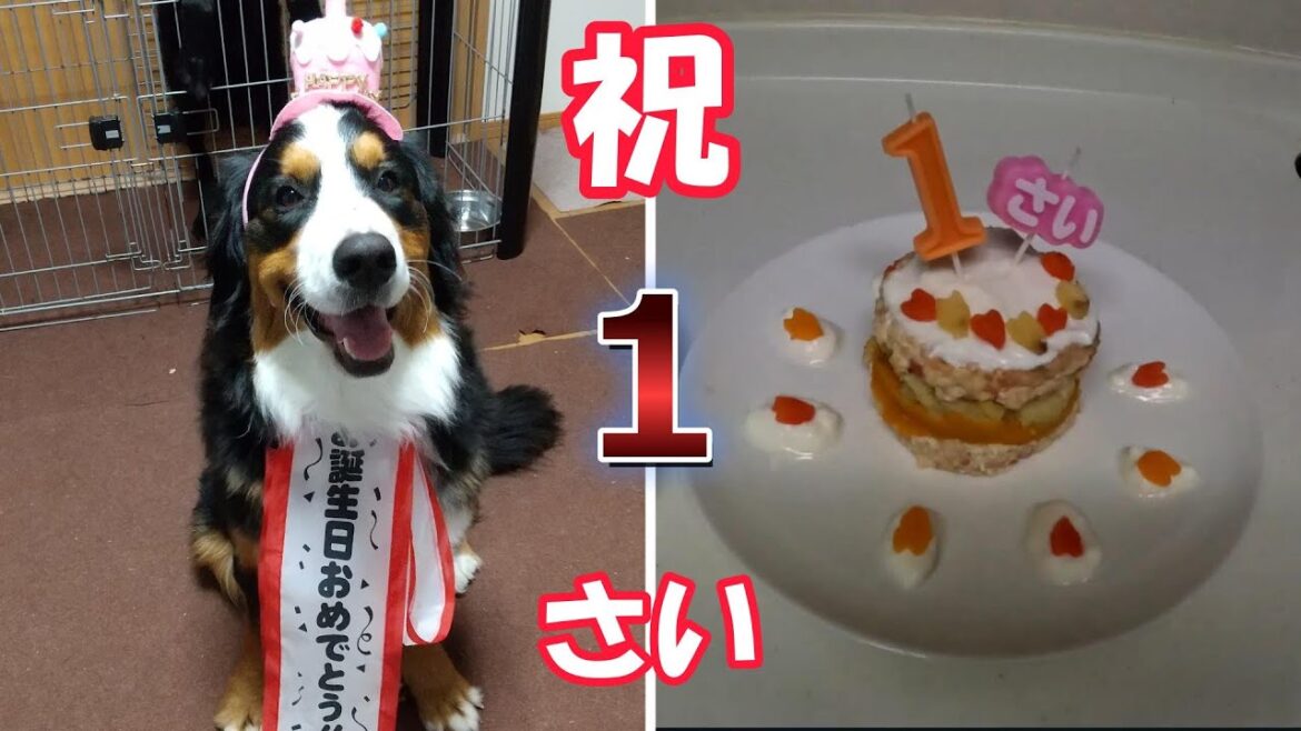 【お誕生日おめでとう】アネラ1歳になりました！