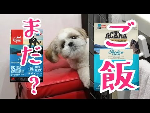 【シーズー】オリジン アカナ シュプレモ リンはどれを食べるの? リンに高級ドッグフードあげてみた、 【シーズー】オリジン アカナ シュプレモ リンはどれを食べるの? リンに高級ドッグフードあげてみた、