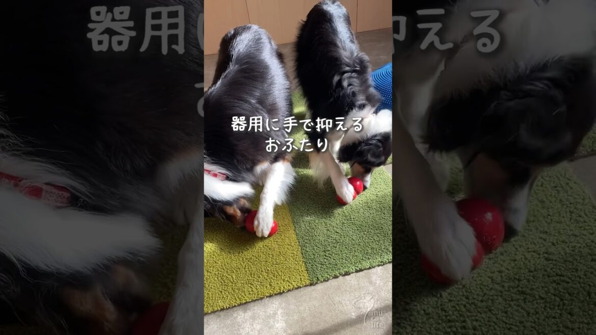 コングでおやつタイムしました #ボーダーコリー #オーストラリアンシェパード