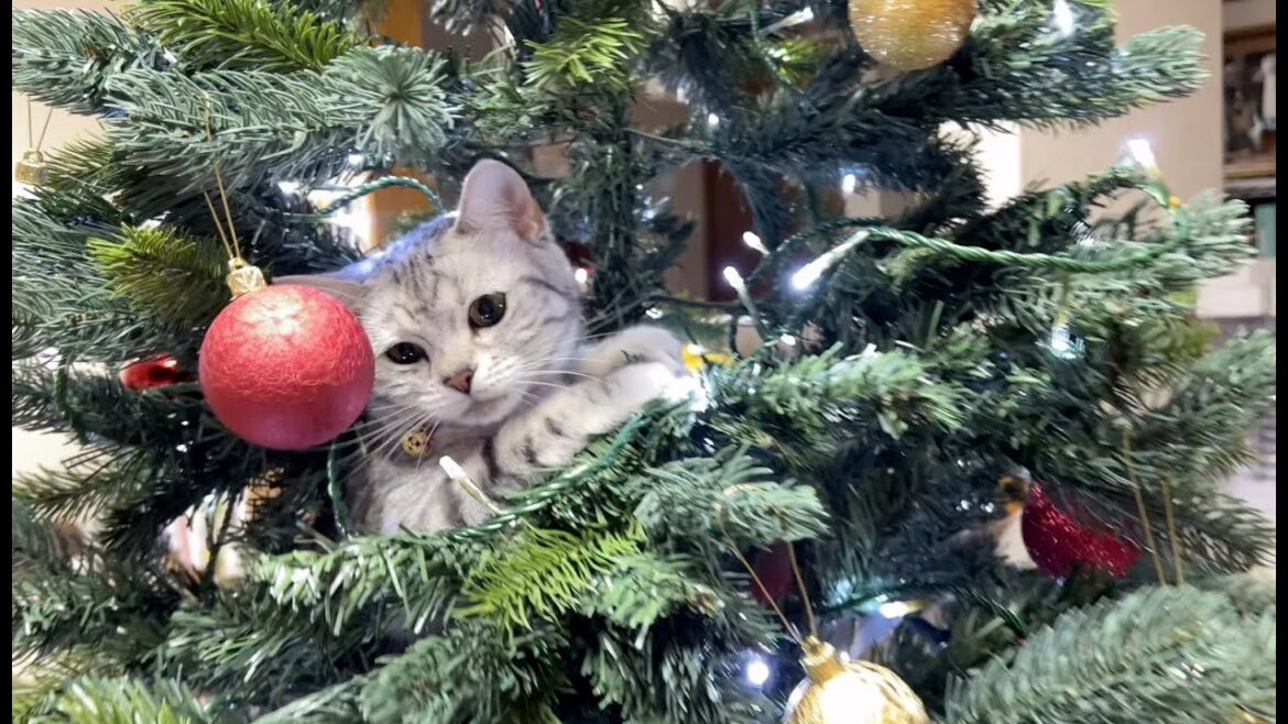 【悲報】猫娘・犬娘のクリスマス