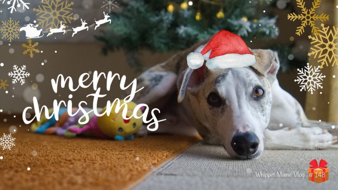 愛犬にクリスマスプレゼントをあげるとこんなにも幸せ　#148