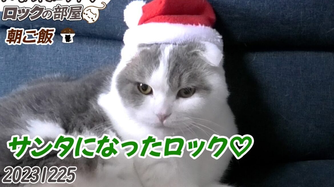 サンタになった猫が可愛い♡#猫#ネコ#スコティッシュフォールド#cat サンタになった猫が可愛い♡#猫#ネコ#スコティッシュフォールド#cat