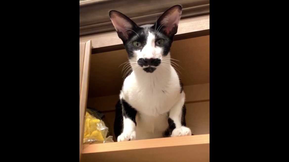 Oriental Shorthair cat, Marceau, thinks he is disguised as a cleaning product