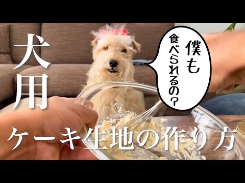 【たった材料3つ】しっとりモチモチ 犬用ケーキ生地の作り方。 【たった材料3つ】しっとりモチモチ 犬用ケーキ生地の作り方。