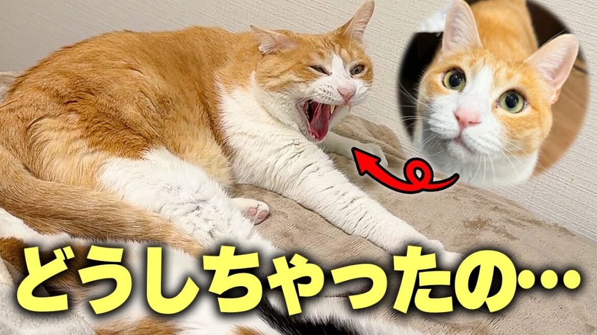 実家から猫たちが帰ってきたら変わり果てた姿になってしまいました…