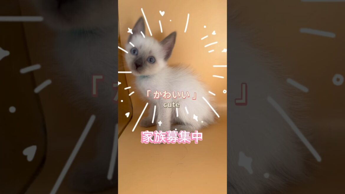 【家族募集中】ティーカップ猫☕️ #可愛いネコ #kittey #pet #トイボブ #子猫 #ミニ猫 #animal #ティーカップ @kichifrost