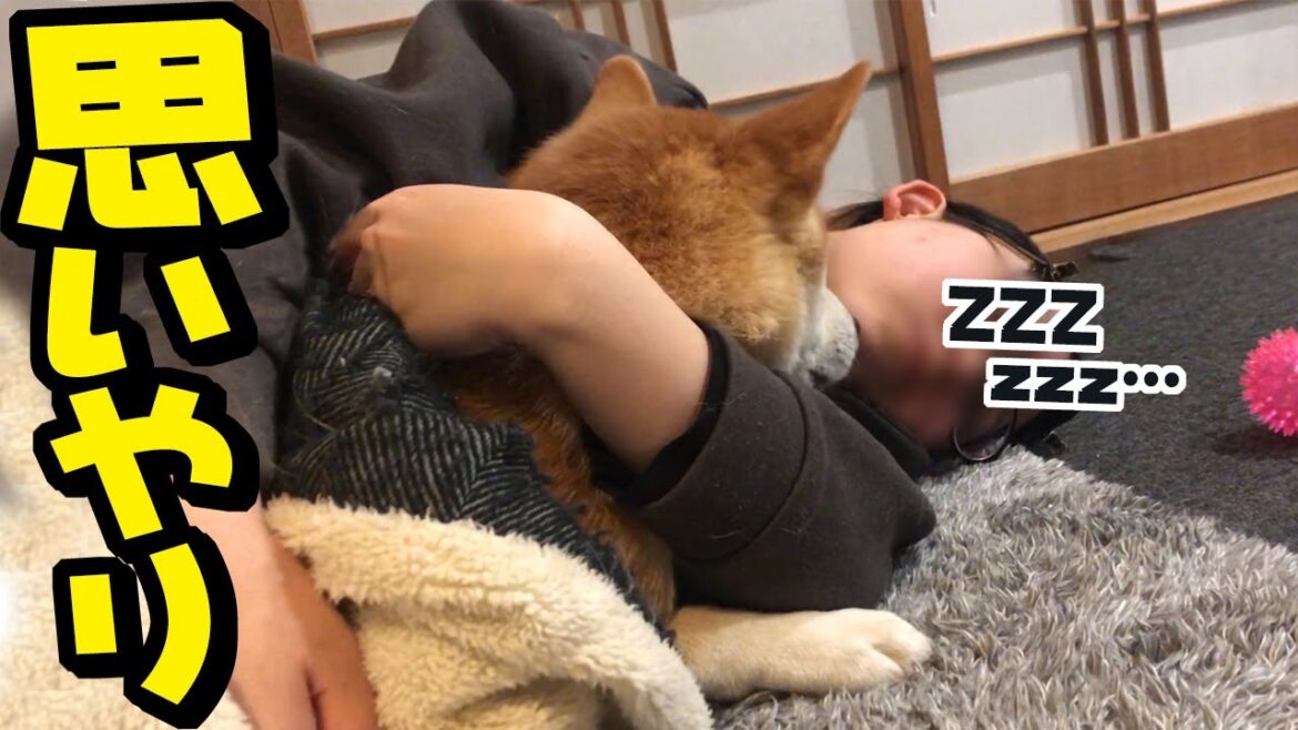 寝落ちした娘を起こさないように移動する柴犬が愛おしい