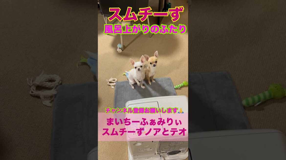 【多頭飼いスムチーず】お風呂上がりは仲良くファンヒーターにあたるノアとテオ　#shorts #かわいい犬 #chihuahua