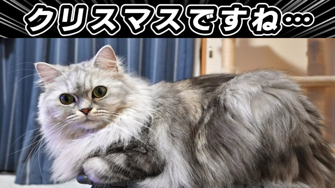 猫と過ごすクリスマス【マンチカン】