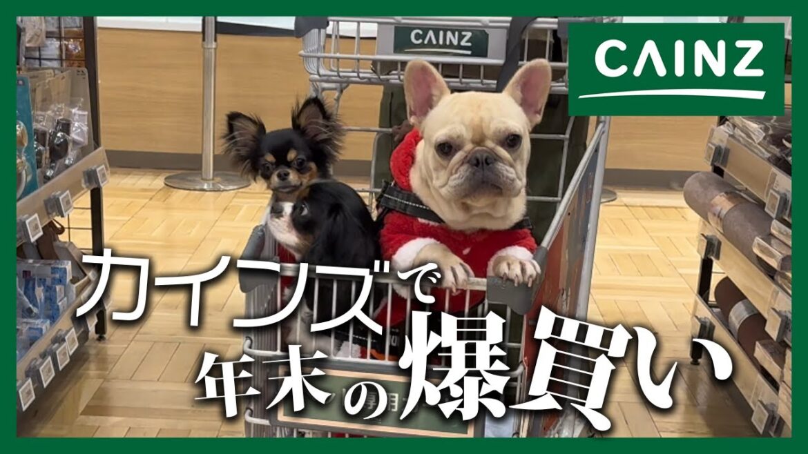 【爆買い！】愛犬たちと年末の買い出しをしにカインズへ！