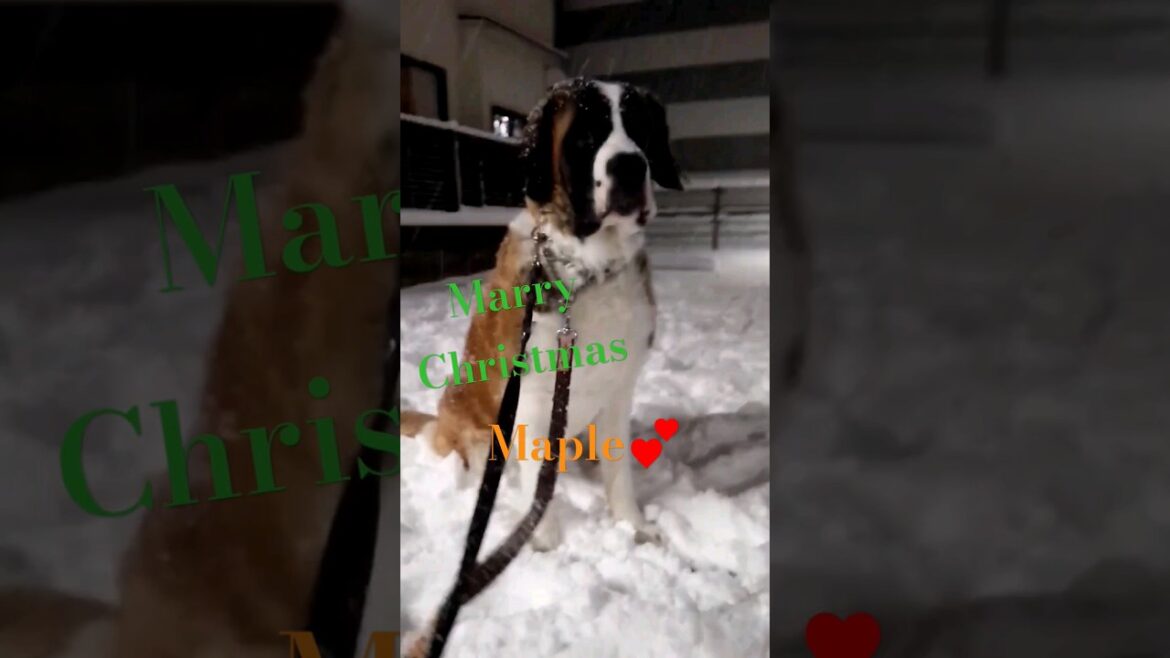 【2018冬】先代メープル初めての雪⛄❄️I won't forget youI🐶I love you forever♥️#いぬ #shorts