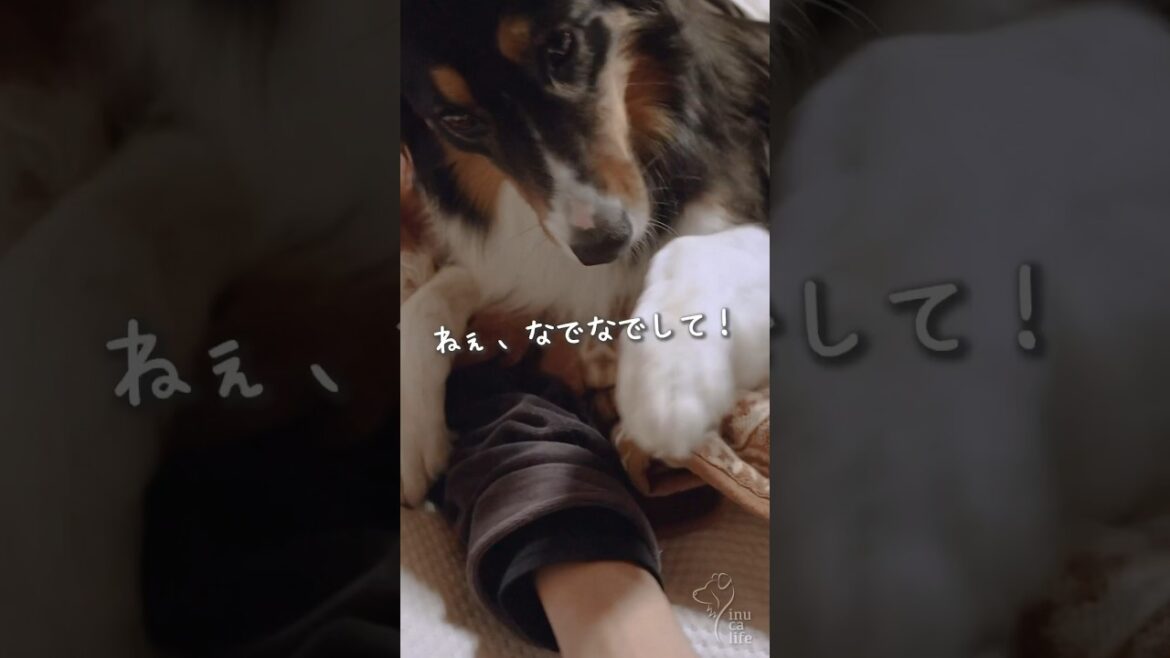眠たくてママに甘える犬　#ボーダーコリー #オーストラリアンシェパード #dog