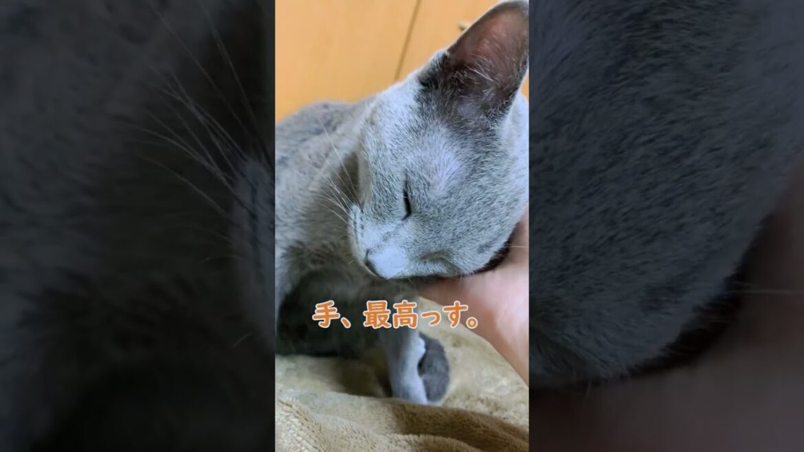 【猫】しゃくれるアゴ【ベンガル・ロシアンブルー】