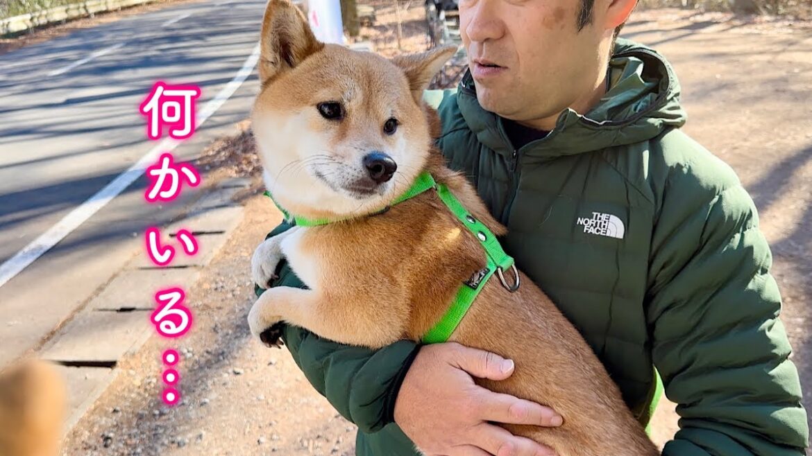 美味しいおやつを買いに行ったつもりが大自然の洗礼を受け見たことがない程震え上がる柴犬が可愛い