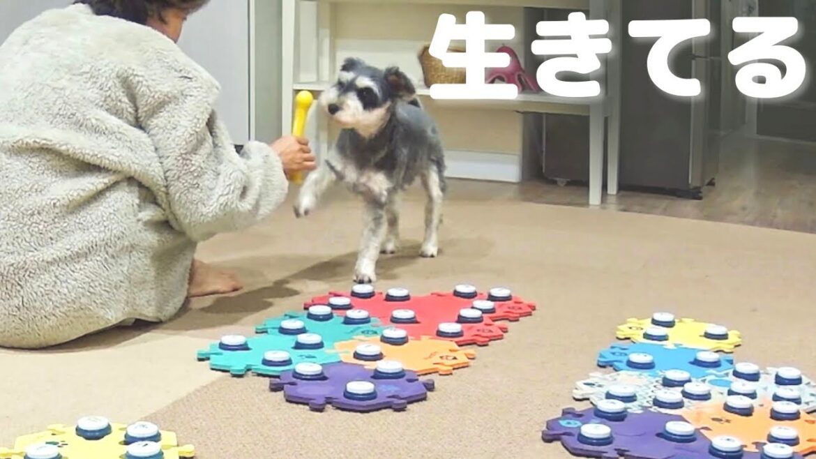 この鳥は生きています【しゃべる犬】