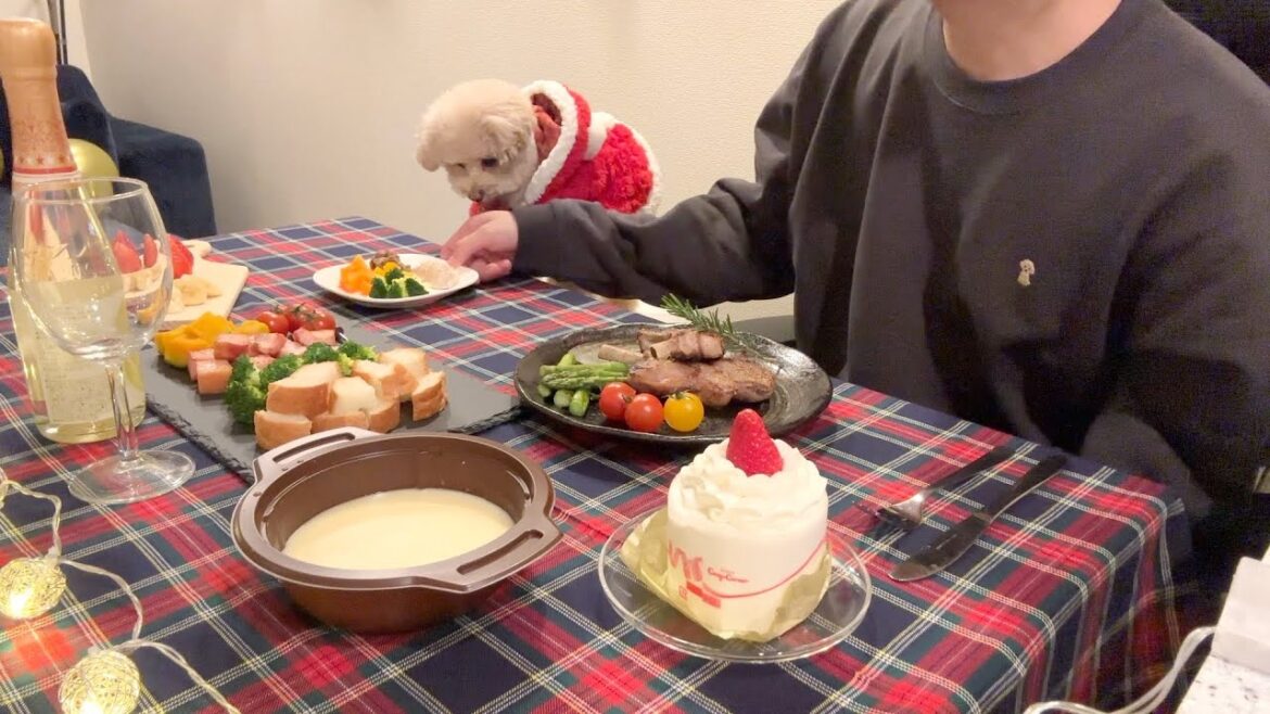 犬としか過ごさなくなった社会人独身男のクリスマス【トイプードル】 犬としか過ごさなくなった社会人独身男のクリスマス【トイプードル】