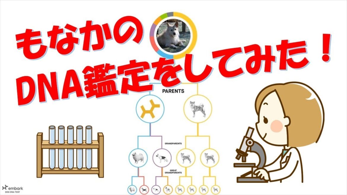 凄いぞ！ミックス犬のDNA鑑定