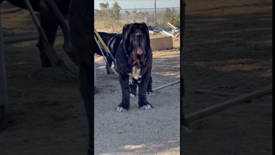 2 Male Neapolitan Mastiffs The Beastie Boys