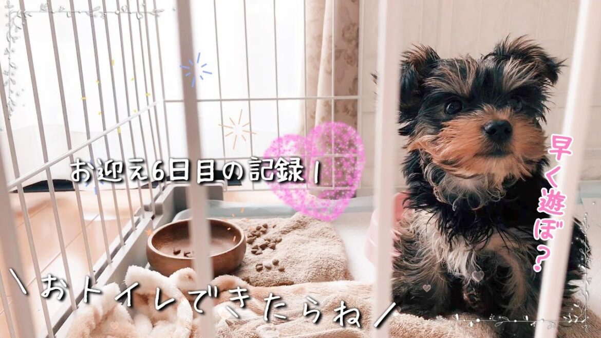 朝から甘えん坊なわんこ。今朝はちょっと様子がおかしくて...？【ヨークシャーテリア子犬お迎え６日目①】