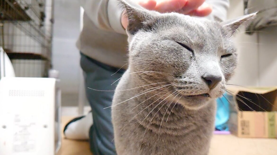 【猫動画】撫でられるのも好きなロシアンブルー【russianbule】Russian Blue who likes to be petted