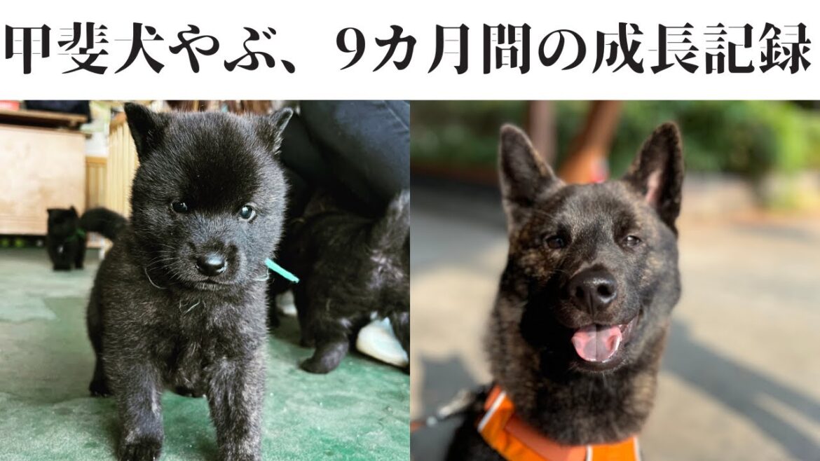 【甲斐犬】甲斐犬の子犬やぶもこんなに大きく成長しました!成長記録(生後~9カ月まで) 【甲斐犬】甲斐犬の子犬やぶもこんなに大きく成長しました!成長記録(生後~9カ月まで)