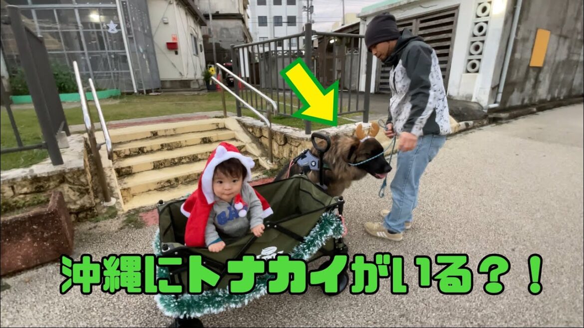 【超大型犬】　メリークリスマス🎄🎅　Leonberger　レオンベルガー