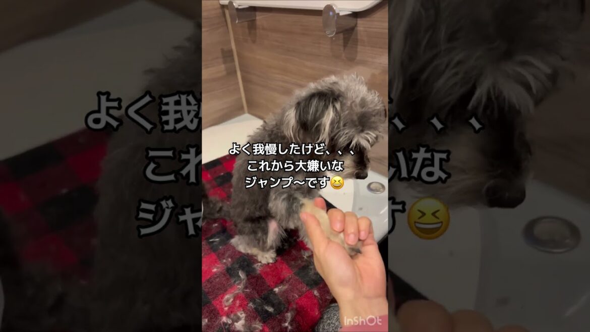 【トリミング】【自称】カリスマトリマーともぞう！7ヶ月ぶりのトリミング‼️【大変身！】#shorts #dog #トリミング #シャンプー #シュナプー #ぺぺ #ペット　2023.12.23
