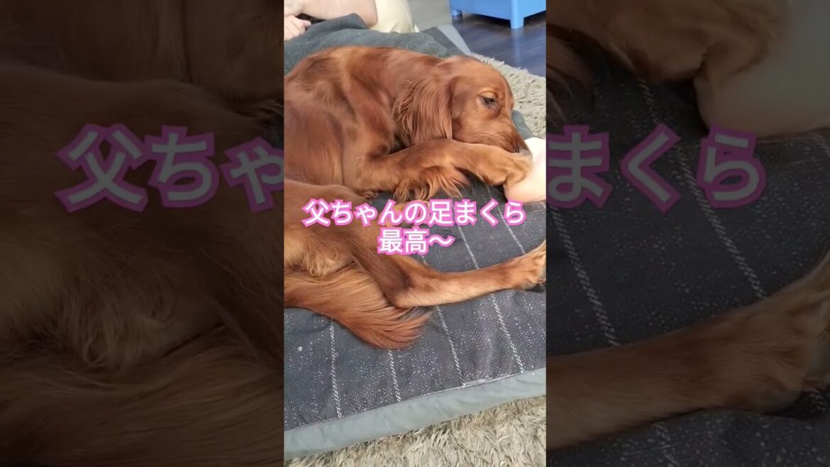 いつもの定位置 #ペット #大型犬 #犬のいる暮らし #アイリッシュセッター #irishsetter #irish