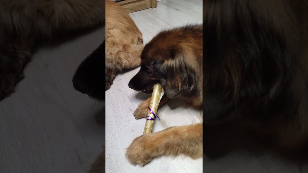 Christmas Day #leonberger #dog #giantdog #mydogiscutest #christmas #gifts  #merrychristmas