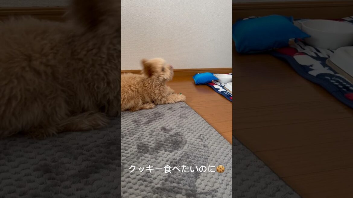 お菓子が食べたいの #ポメプー #犬のいる暮らし #クッキー#ポメプーの成長#クリスマス