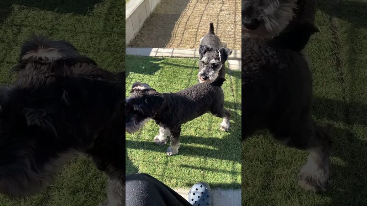 Happy♪ Mary♪ Xmas♪ #dog #ミニチュアシュナウザー #犬のいる暮らし  #ミニシュナ #ペット #シュナウザー Happy♪ Mary♪ Xmas♪ #dog #ミニチュアシュナウザー #犬のいる暮らし  #ミニシュナ #ペット #シュナウザー