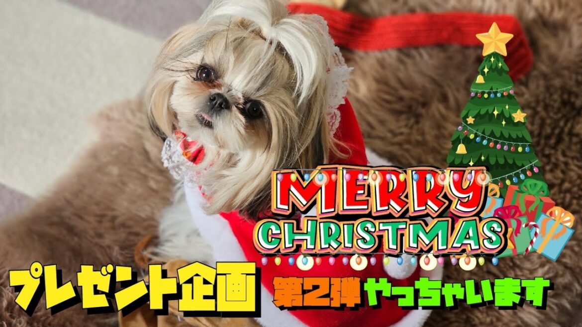 【シーズー】メリークリスマスだよ～♬今年最後の運試し！？第２弾プレゼント企画やっちゃいます♡#多頭飼い#Xmasプレゼント#サンタクロース