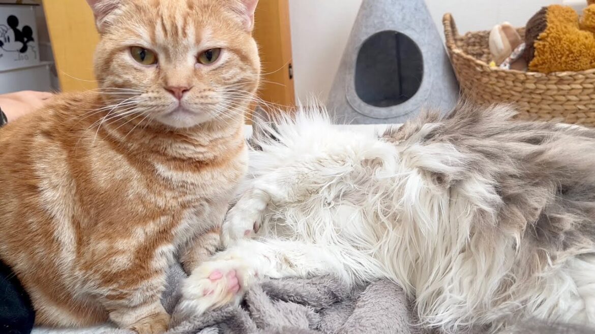 困ったぞ...年内にどうにかしなきゃ... #猫 #マンチカン #サイベリアン