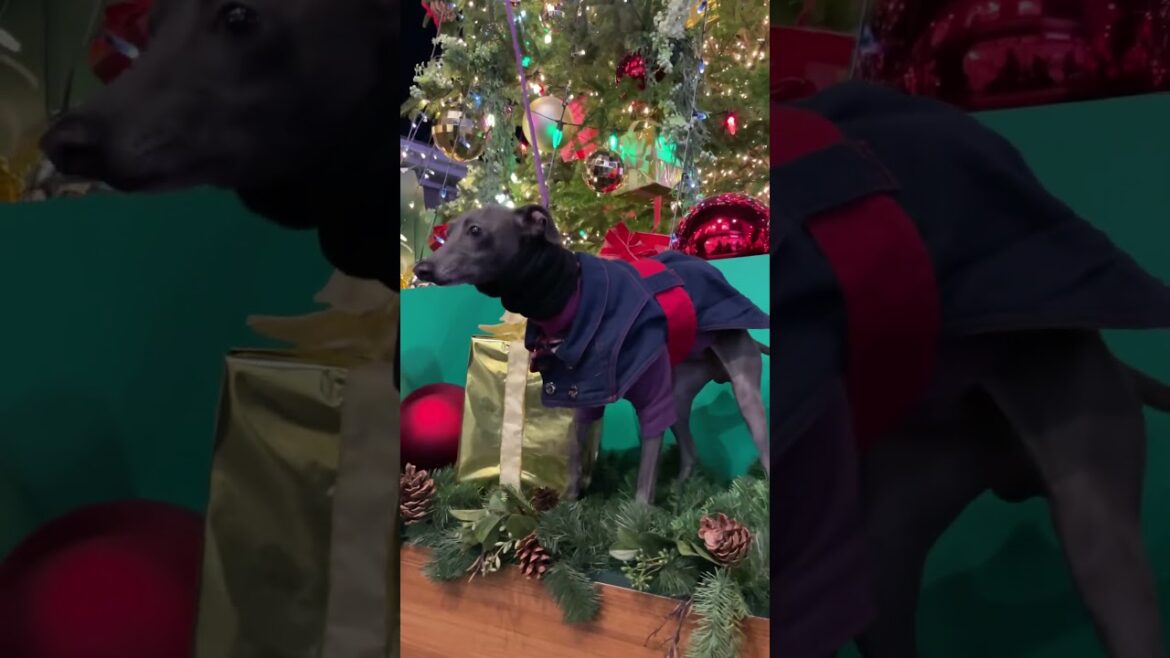 【イタグレ】 Merry Xmas!#shorts #dog #ItalianGreyhound #cutedog #iggy 【イタグレ】 Merry Xmas!#shorts #dog #ItalianGreyhound #cutedog #iggy