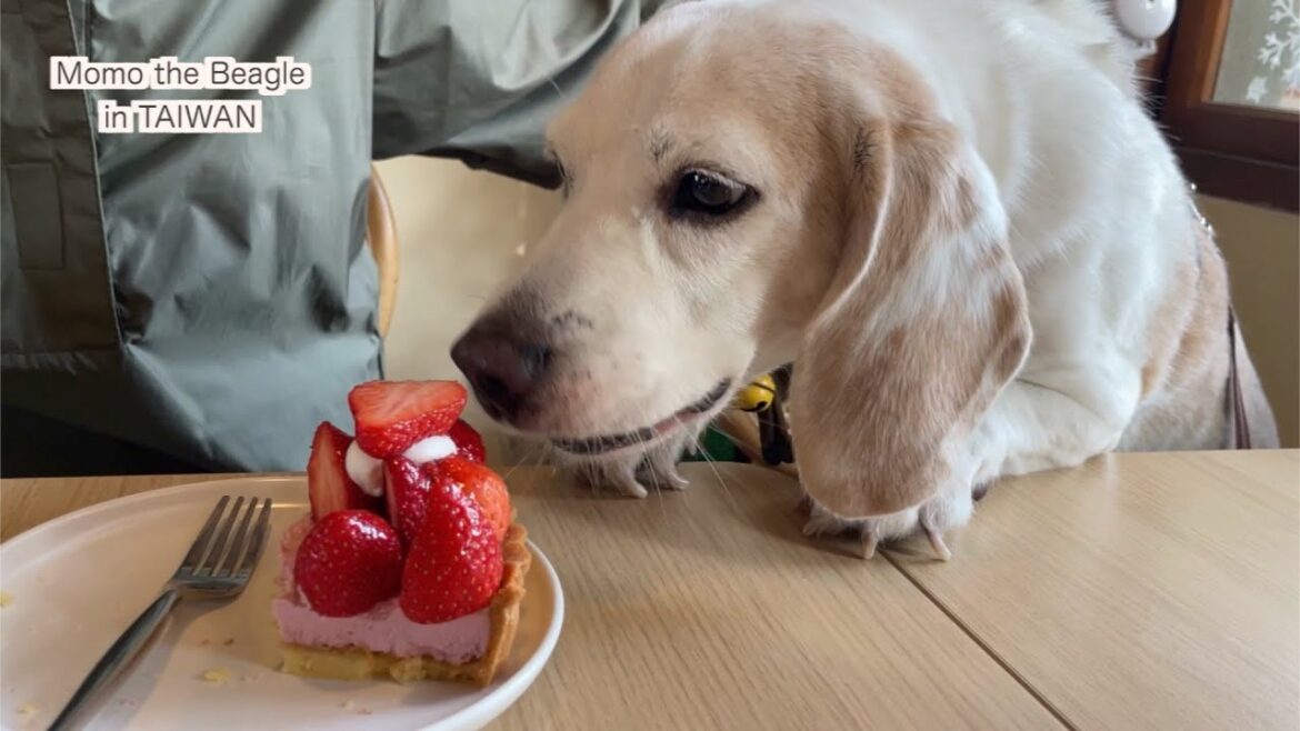 クリスマスケーキが食べたいビーグル犬モモ、そっと機会を伺う クリスマスケーキが食べたいビーグル犬モモ、そっと機会を伺う