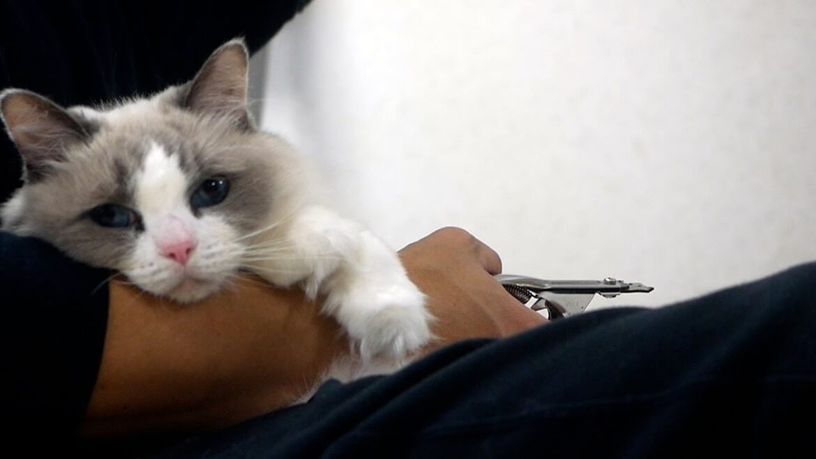 長毛種ラグドールは大人しくて飼いやすい猫？あちこち毛だらけになります…