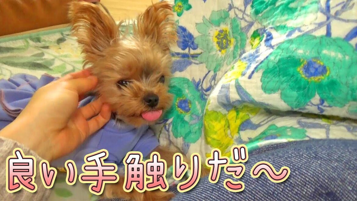 【ヨークシャテリア】もじゃもじゃがたまらないヨークシャテリア【Yorkshire Terrier】
