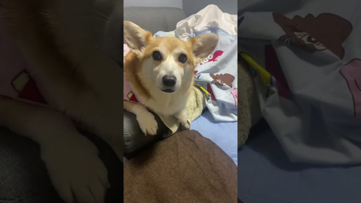 吠え方忘れたみたいです！ #dog #cute #コーギー #くきたん